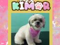 Kimor