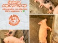 Taco-Chinito-3